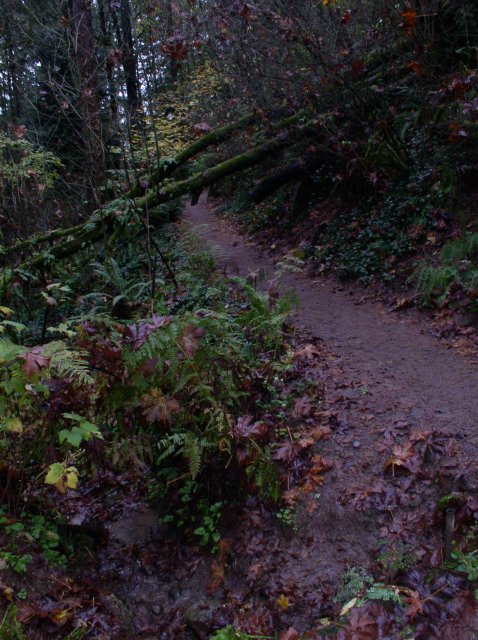 11.06.05 Wildwood Trail 022 